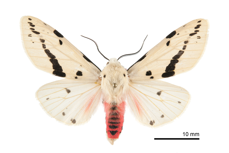 Spilarctia alba kikuchii Male